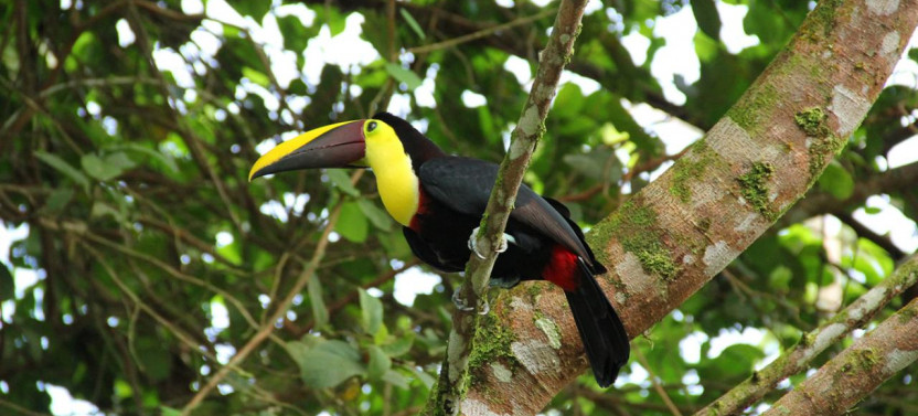 2-in-1 Arenal Rain Forest Canopy Ziplines + Tarzan Swing