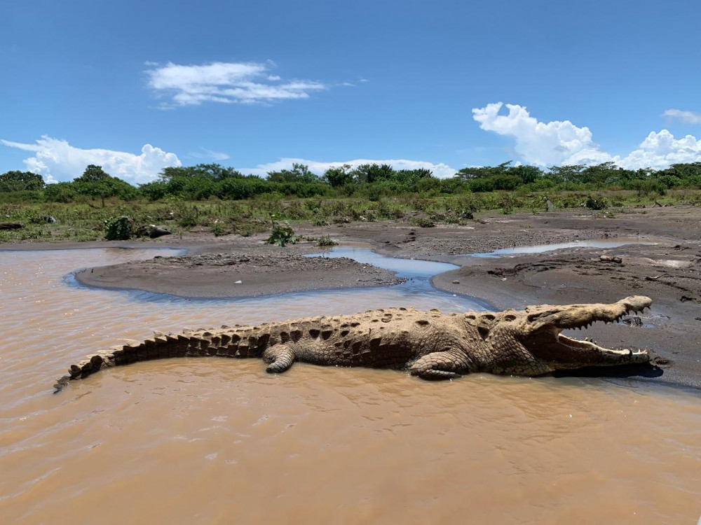 Tarcoles Crocodile Tour