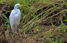 Faro Travel Costa Rica23