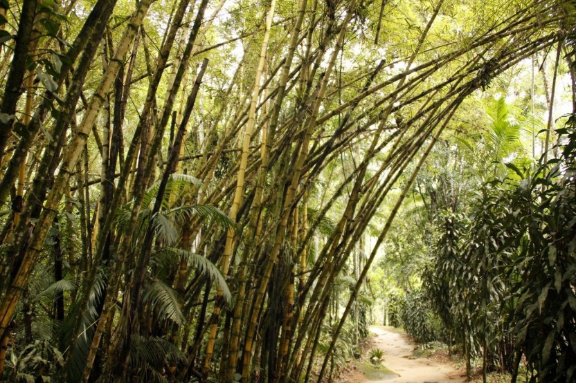 Waterfall Jungle and Cachaça distillery Jeep Tour