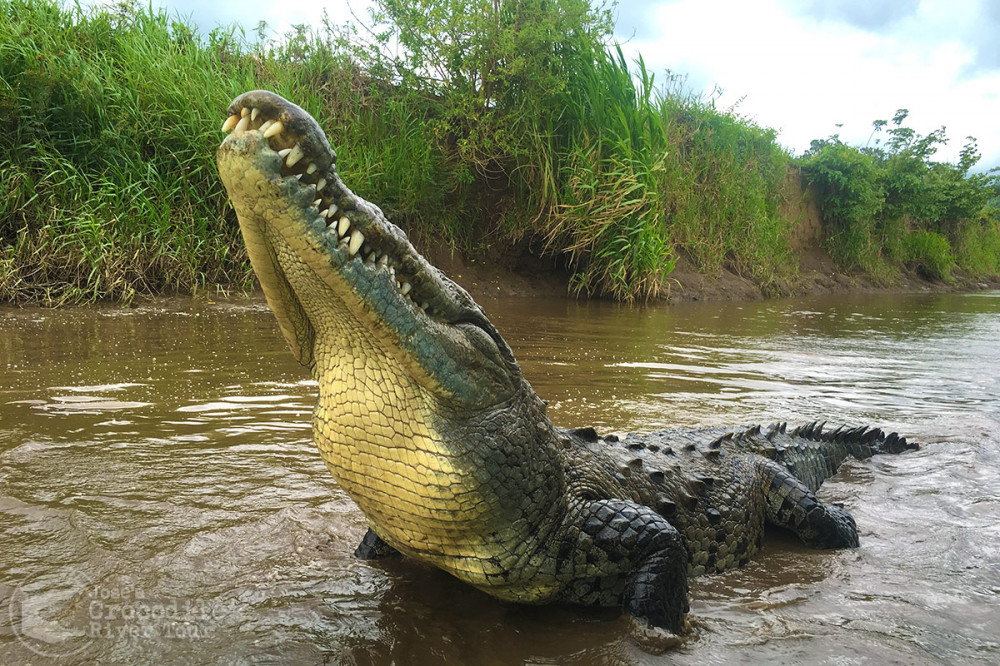 Crocodile Tarcoles Tour