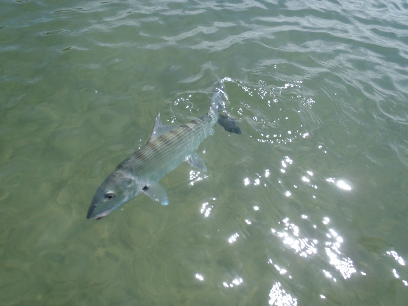 Light Tackle: Spin Fishing (Lagoon) Full Day