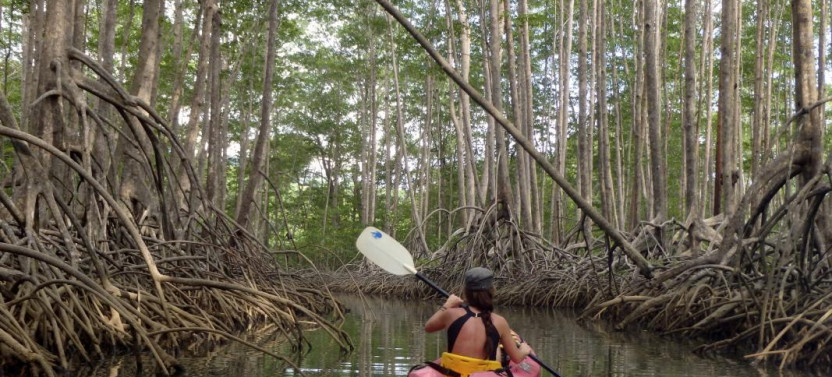 Manuel Antonio Mangrove Kayak Tour