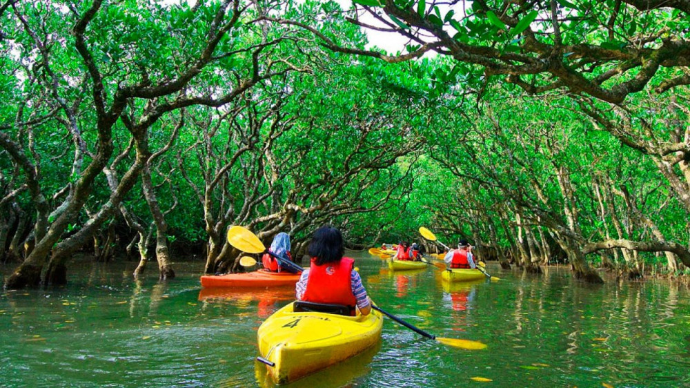 Manuel Antonio Mangrove Kayak Tour Manuel Antonio Project Expedition