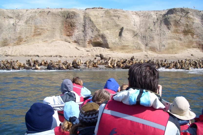 Magdalena Island Penguin Tour by Boat from Punta Arenas