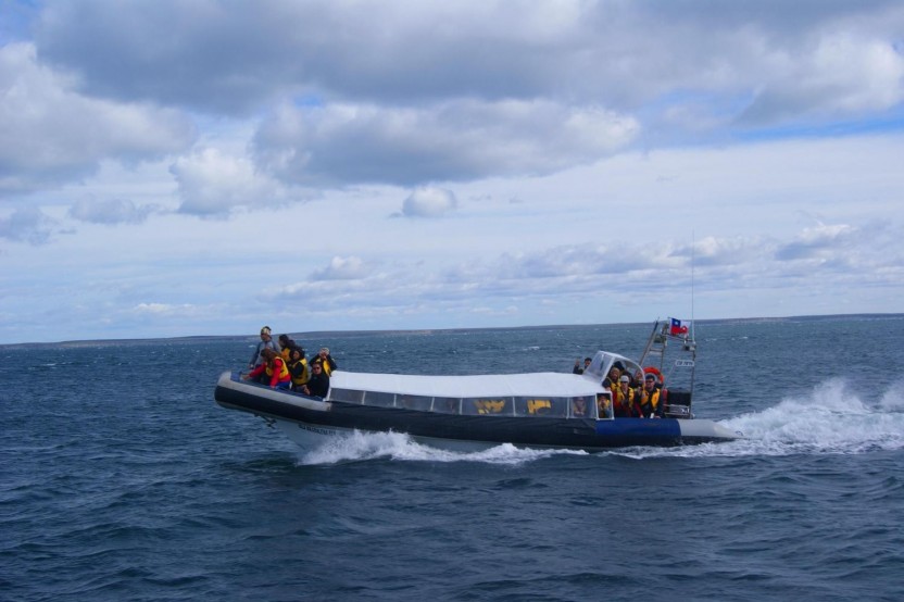 Magdalena Island Penguin Tour by Boat from Punta Arenas