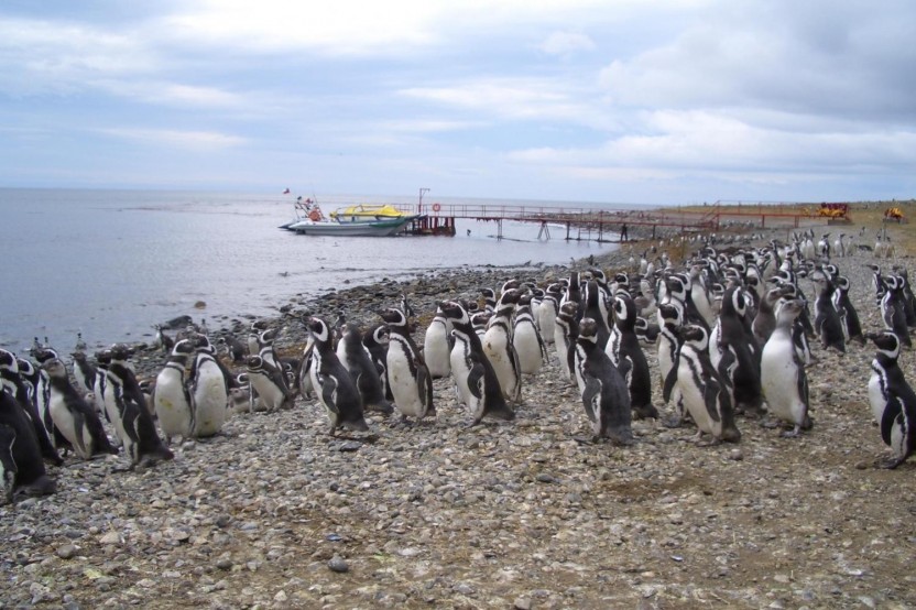 Magdalena Island Penguin Tour by Boat from Punta Arenas