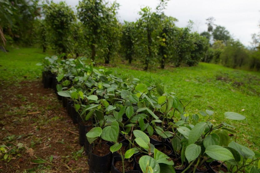 La Tigra Forest Tree Planting & Agro-ecological Farm Visit