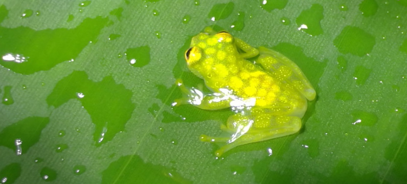 Arenal Rain Forest Night Walk
