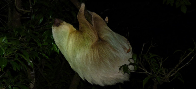 Arenal Rain Forest Night Walk