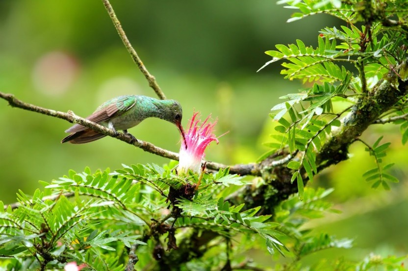 Birdwatching At El Silencio Reserve