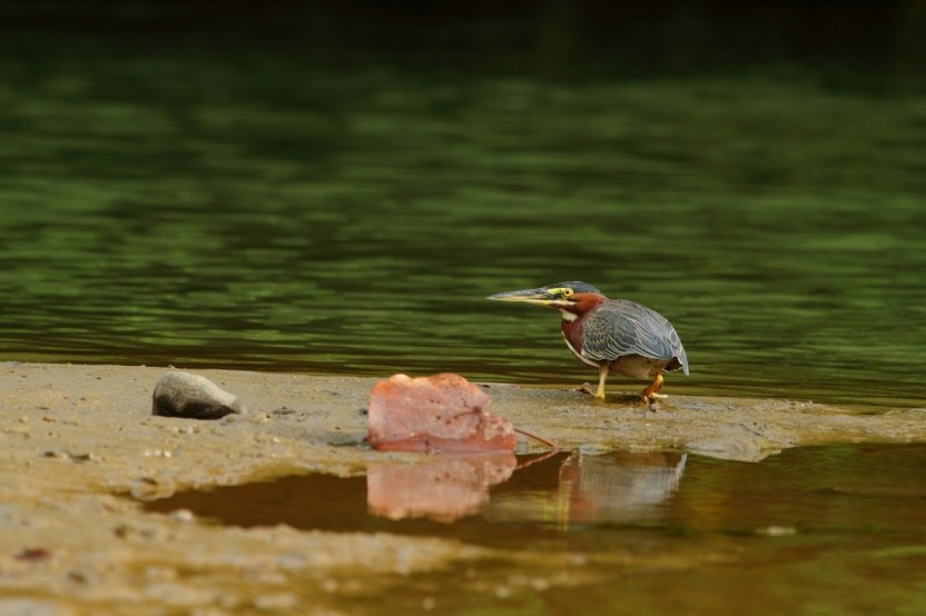 Birdwatching At Children’s Eternal Rainforest