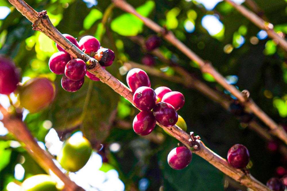 San Jose Coffee Tour