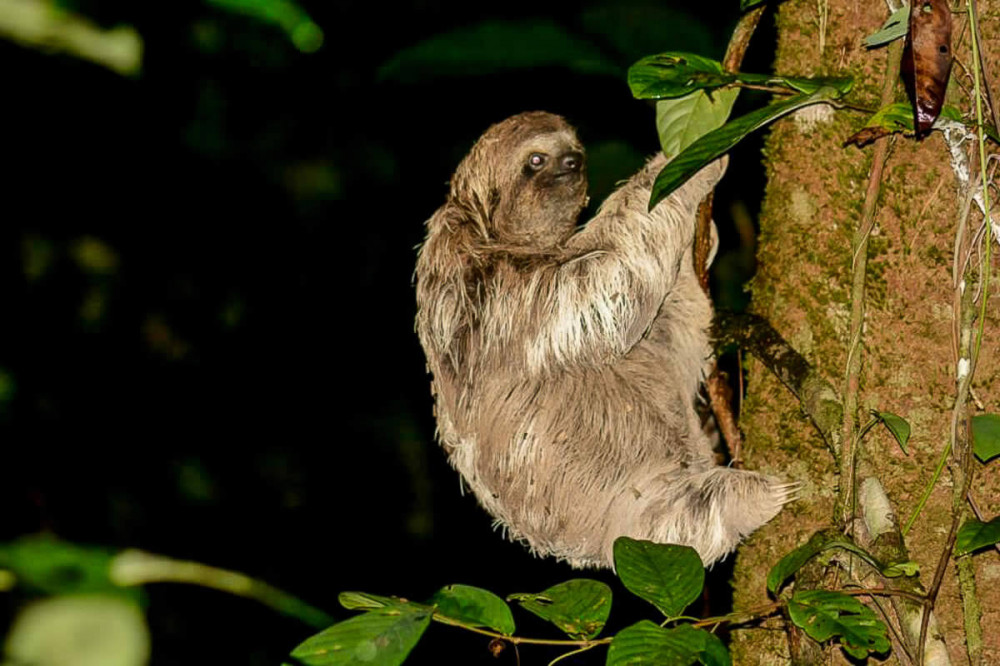 Manuel Antonio Jungle Night Walk