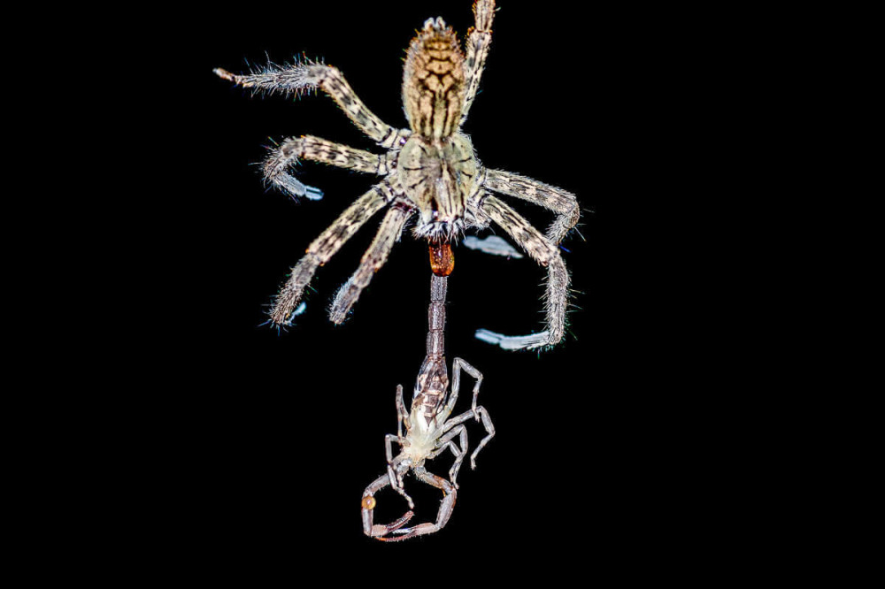 Manuel Antonio Jungle Night Walk Manuel Antonio Project Expedition