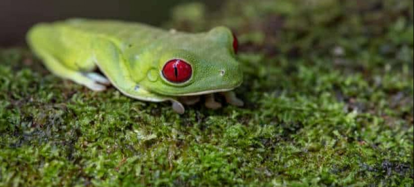 Rio Celeste Rain Forest Night Walk
