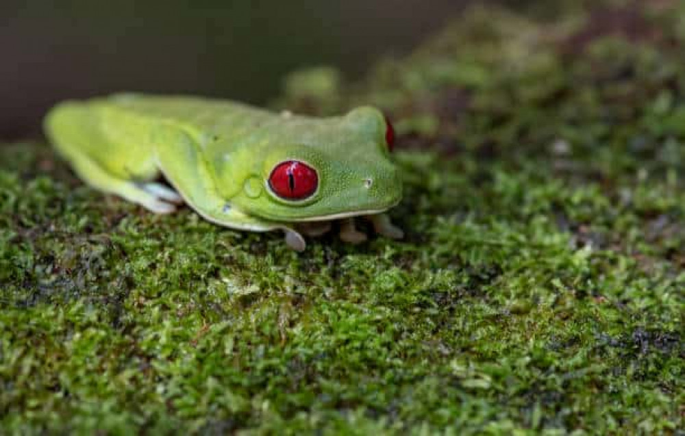 Rio Celeste Rain Forest Night Walk