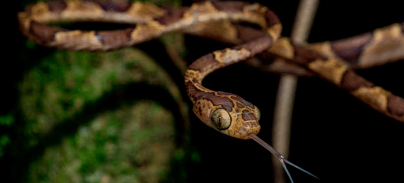 Rio Celeste Rain Forest Night Walk