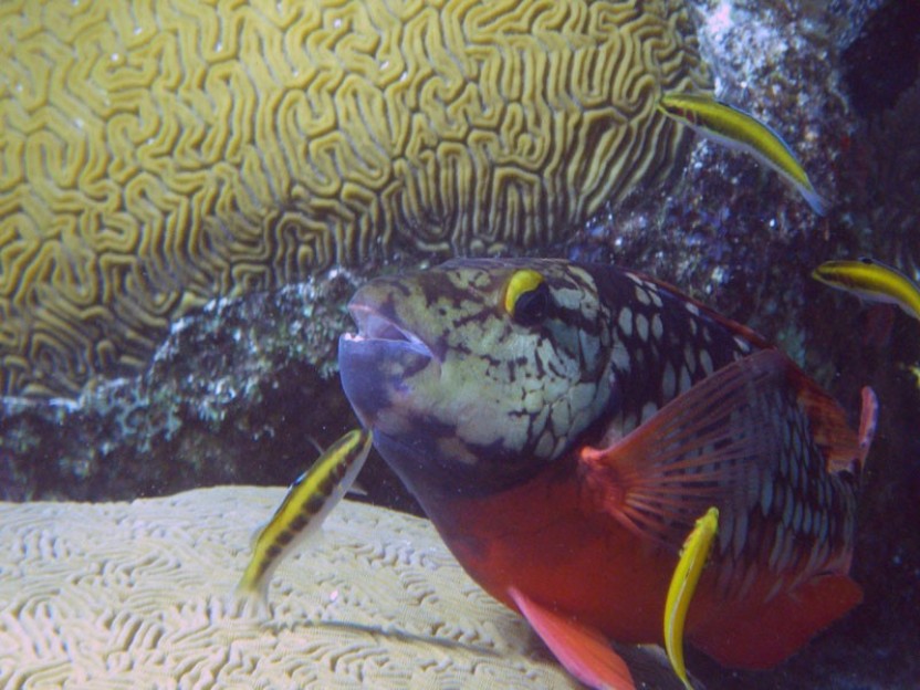 Scuba Diving: 3 Tanks
