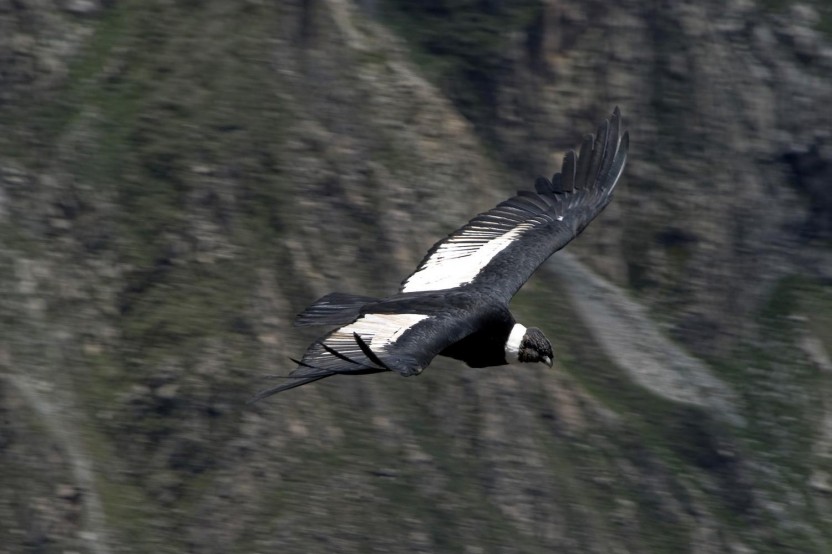 2 Days - Arequipa And Colca Canyon