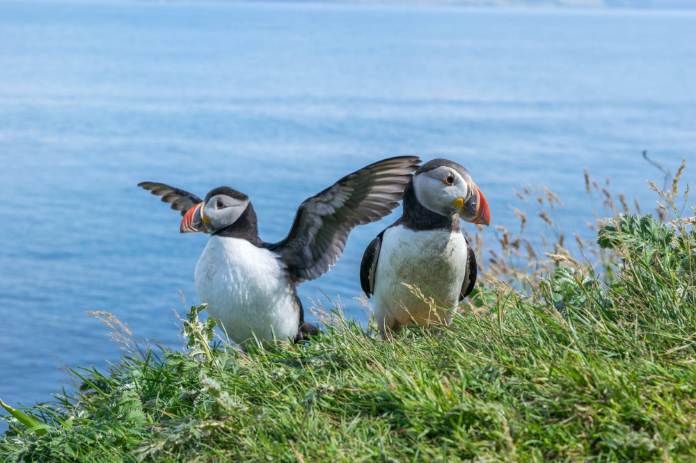 Moray Coast, Wildlife & Speyside Whisky Explorer From Inverness