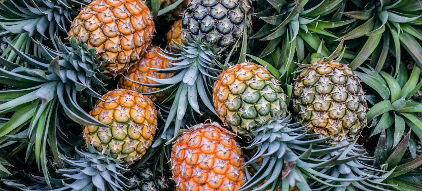 Maui Pineapple Tour