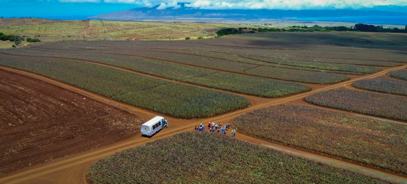 Maui Pineapple Tour