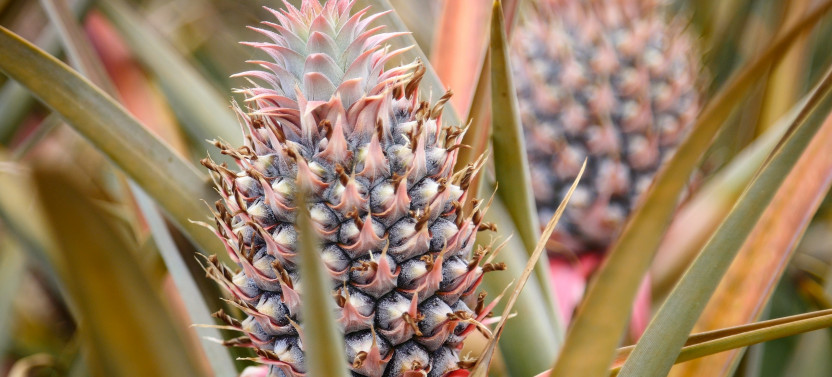 Maui Pineapple Tour
