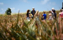 Maui Pineapple Tour4