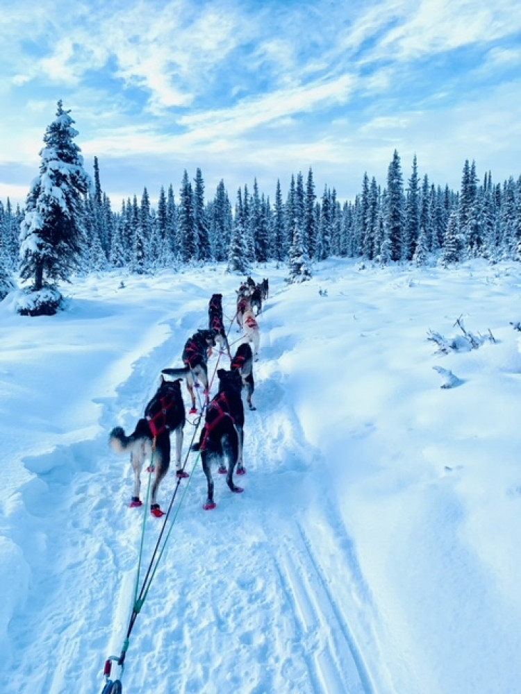 Seward - Winter Dog Sledding Adventure - Seward | Project Expedition