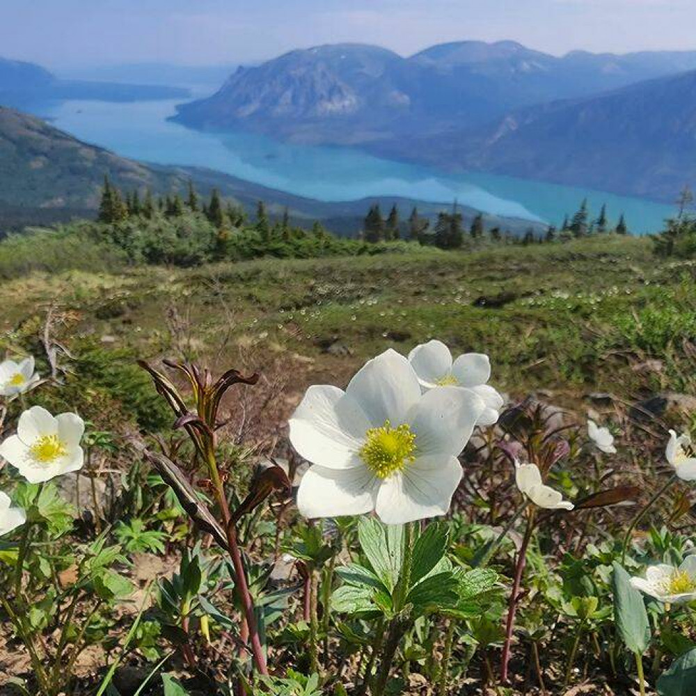 Chilkoot Charters & Tours