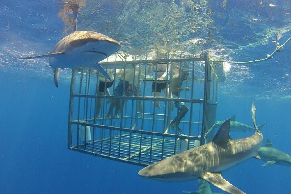 Shark Diving Extreme Adventure In Gansbaai From Cape Town