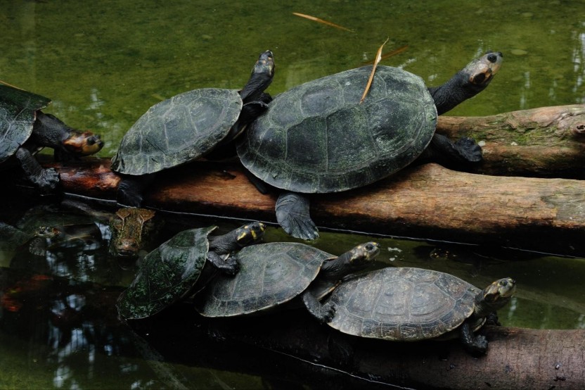 3 Day Iquitos Amazon Jungle Adventure At Heliconia Lodge