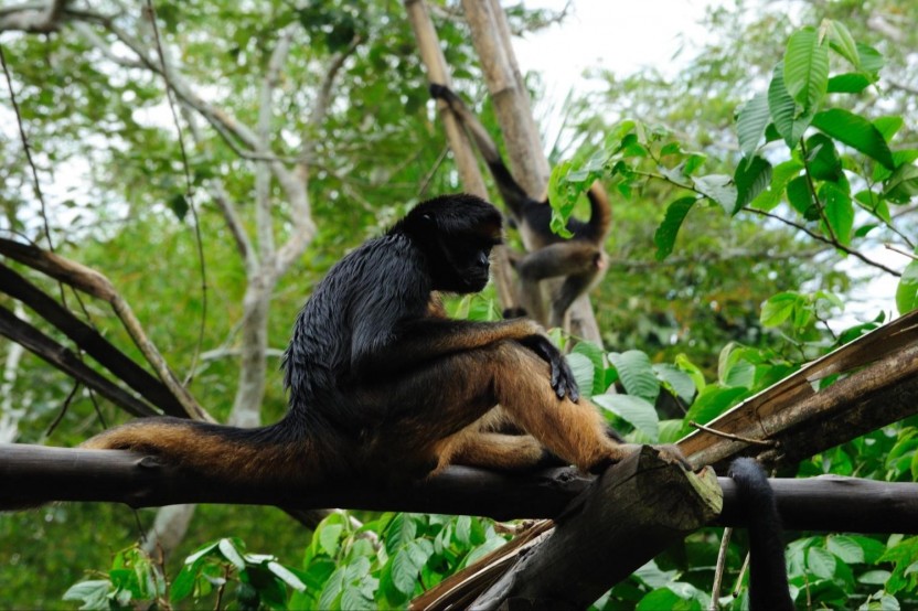 3 Day Iquitos Amazon Jungle Adventure At Heliconia Lodge