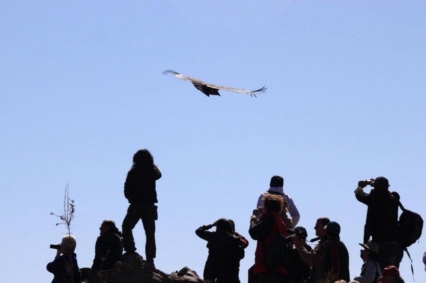 5 Days / 4 Nights - Condor Flight And Lake Titicaca