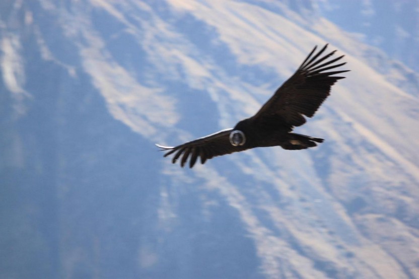 5 Days / 4 Nights - Condor Flight And Lake Titicaca