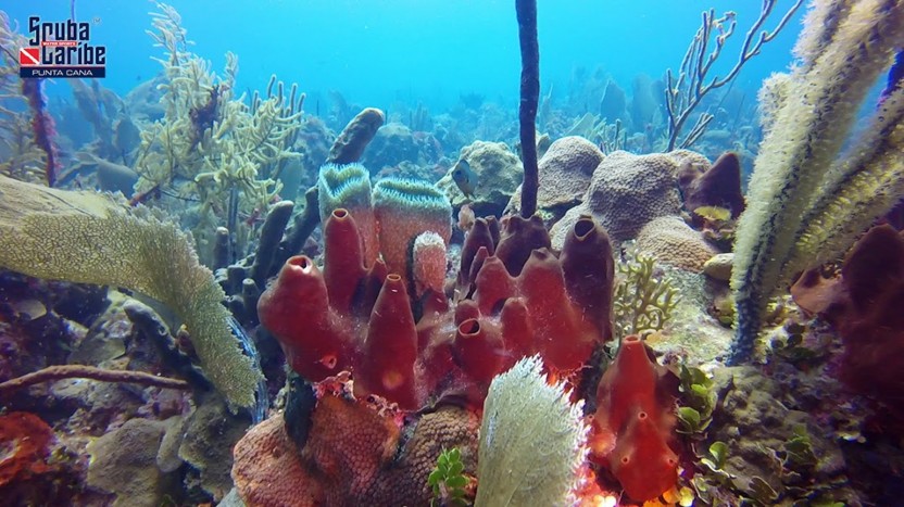 PADI Scuba Diver in Punta Cana