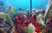 PADI Scuba Diver in Punta Cana