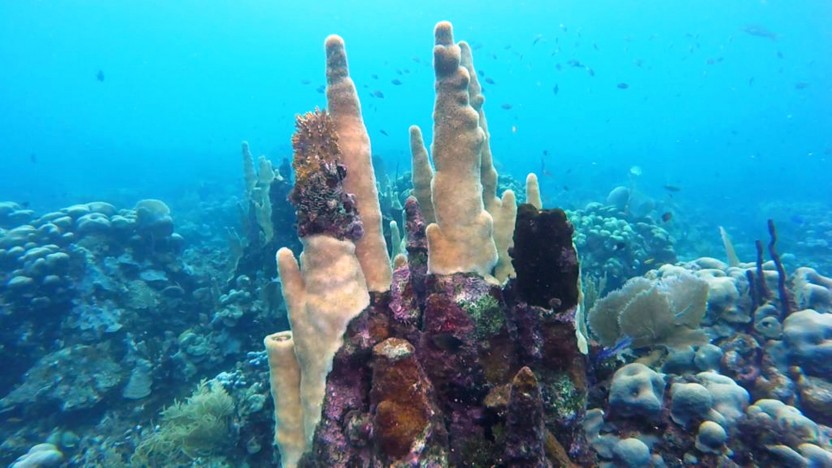 PADI Open Water Diver in Punta Cana