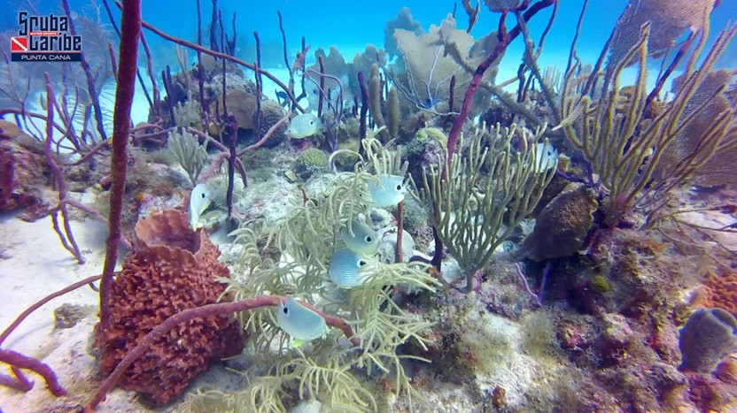 Single Dive in Punta Cana