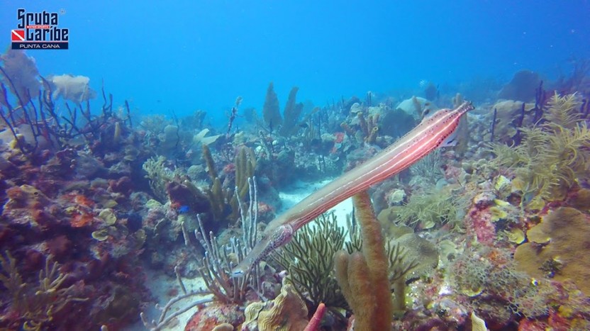 Single Dive in Punta Cana