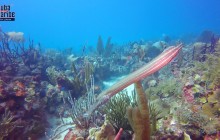 Single dive in Punta Cana