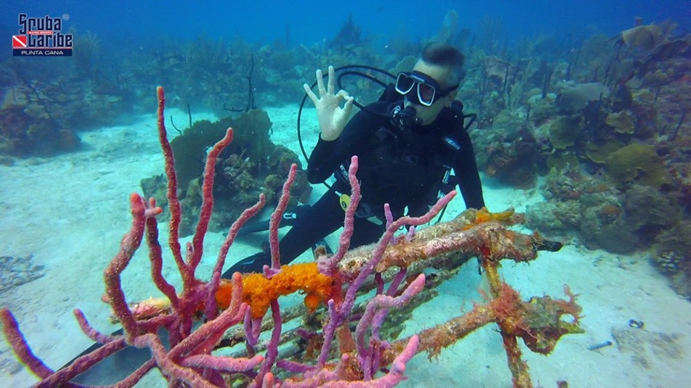 Single dive in Punta Cana