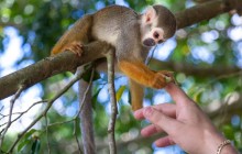 Monkeyland & Plantation Safari from Punta Cana