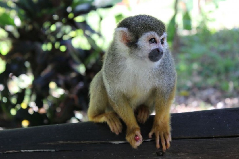 Monkeyland From La Romana