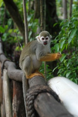 Ziplines + Monkeyland