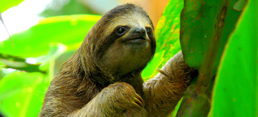 Small Group Best Of Costa Rica & National Parks - 8D/7N