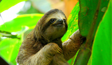A picture of Small Group Best Of Costa Rica & National Parks - 8D/7N