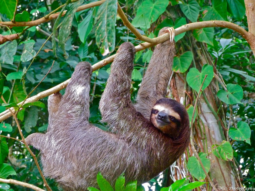 Shore Excursion: Hike in Cahuita Natl Park & Town Tour
