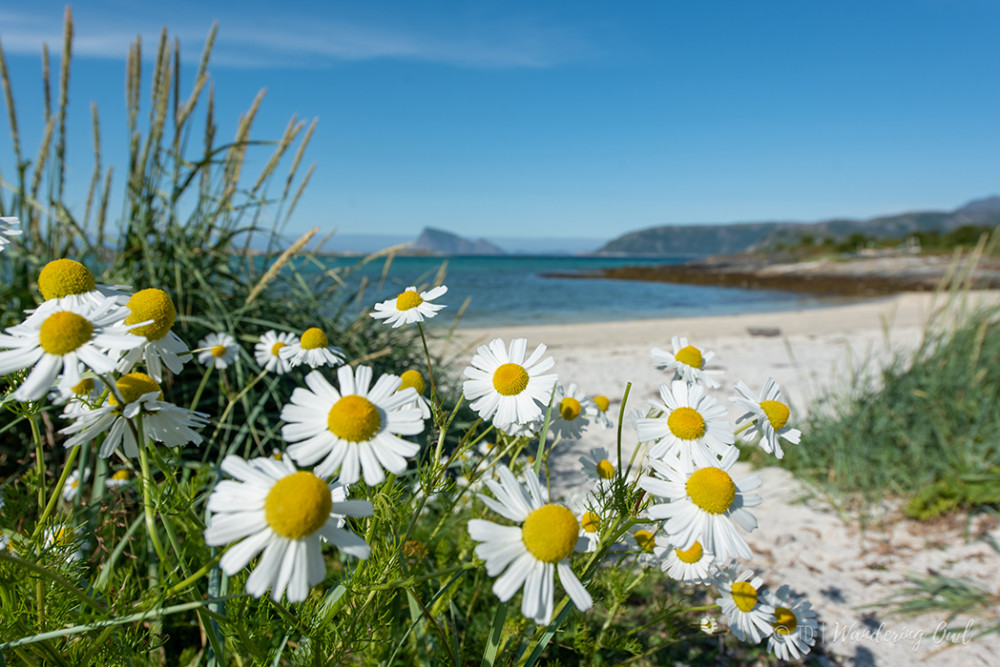 Summer Arctic Landscapes Preservation With Citizen Science